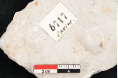 Foto (Detailansicht) von Chara meriani Braun (NHMW-GEO-2024-0188-6717)